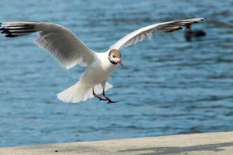 Common Gull (Larus Canus) Stock Photos