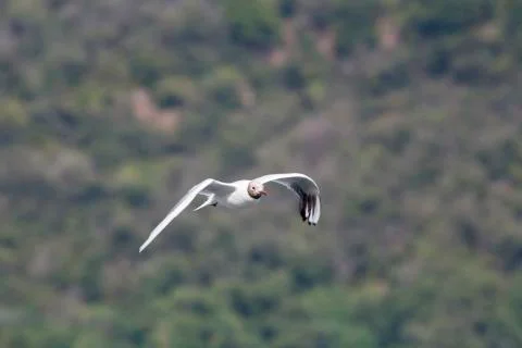 Common Gull (Larus Canus) Stock Photos