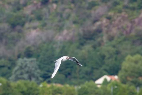 Common Gull (Larus Canus) Stock Photos