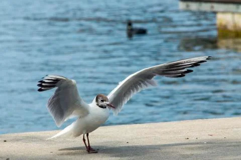 Common Gull (Larus Canus) Stock Photos