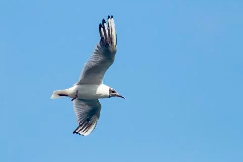 Common Gull (Larus Canus) Foto stock