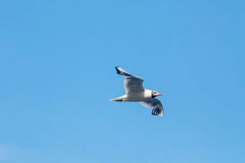 Common Gull (Larus Canus) Foto stock