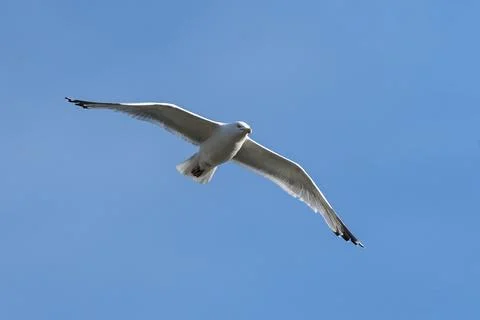 Common Gull (Larus canus) Stock Photos