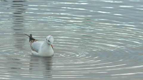 The common gull (Larus canus) searching for food and diving after it in Stock Footage 124801443