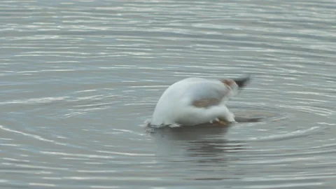 The common gull (Larus canus) searching for food and diving after it in Stock Footage 124801484