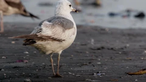 Common Gull or Larus canus rare winter visitor at Arnala Jetty Maharashtra .. Stock Footage 318012726