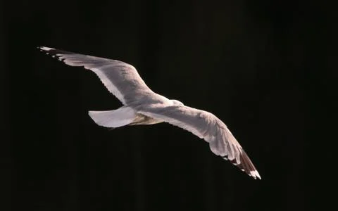 The common gull Stock Photos