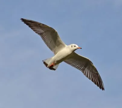 Common gull Stock Photos