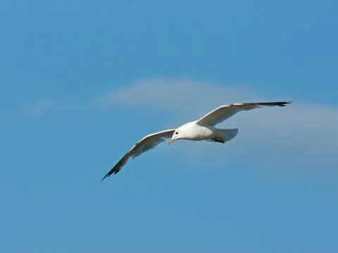 Common Gull Stock Photos