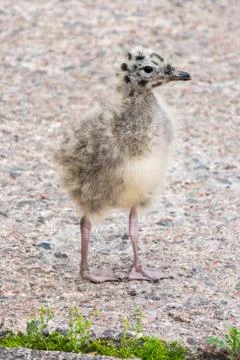 Common gull Stock Photos