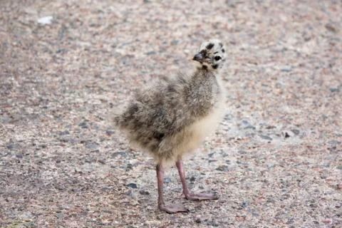 Common gull Stock Photos