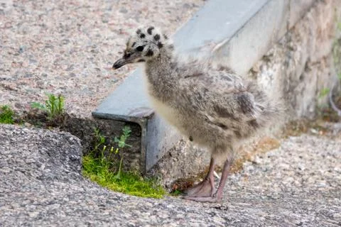 Common gull Stock Photos