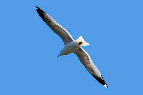 Common gull Stock Photos