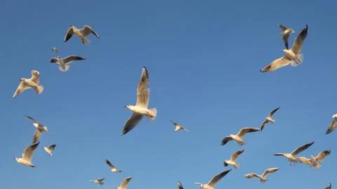 The common gull Stock Photos