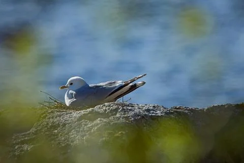 Common gull. Stock Photos
