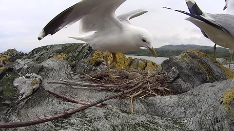 Common Gull returning to nest Stock Footage 57843204