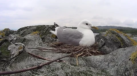 Common Gull sitting on nest Stock Footage 57843222