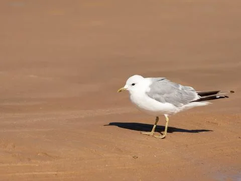 A common gull standing on the beach Stock Photos