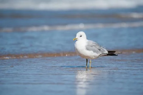 A common gull standing on the beach Stock Photos