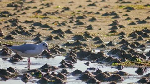 Common gull stepping on land with its feet to acquire food at Boiro beach Stock Footage 171218857