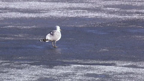 Common gull walking on the ice of a melting lake in spring Stock Footage 82212508