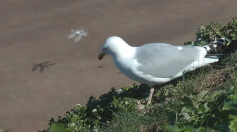 Common gull walks on cliff edge above beach Stock Footage 2923825