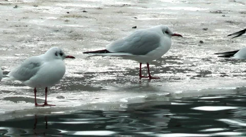 Common gulls Stock Footage 1034525