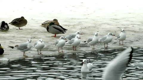 Common gulls Stock Footage 1034530