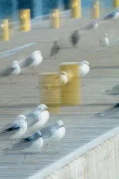 Common gulls ICM. Stock Photos