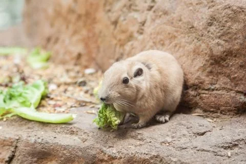 Common gundi Stock Photos