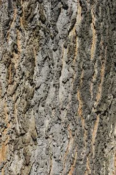 Common hackberry Stock Photos