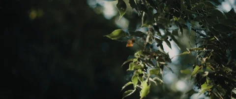 Common hackberry tree with beautiful sun light and bokeh background. Stock Footage 126738159
