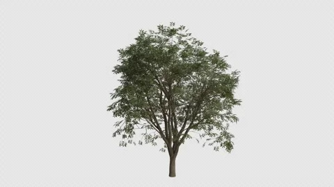 Common Hackberry Tree blowing in the wind. Alpha Channel. Loop Animation Stock Footage 278365221