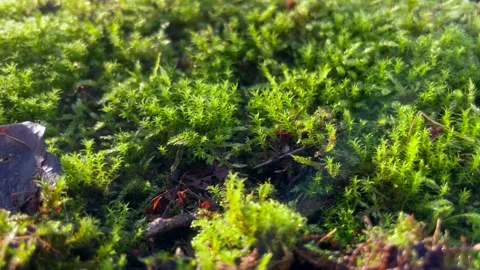 Common haircap (Polytrichum commune) close up sunlit Stock Footage 299805648