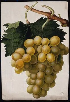 The Common Hall Muscat grape (Vitis vinifera cv.): fruiting branch. Coloure.. Stock Illustration