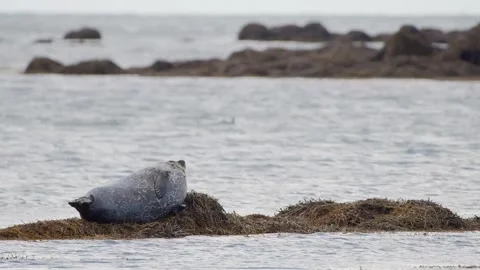 A common harbor seal (Phoca vitulina) resting peacefully on a seaweed-covered ro Stock Footage 327273373