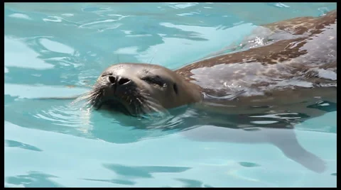 Common (Harbour) Seal pup diving, slow motion. Stock Footage 42802279