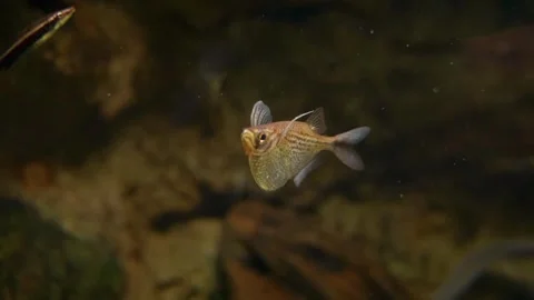 Common Hatchetfish at Vancouver Aquarium Stock Footage 320076891