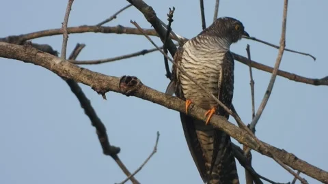 Common Hawk-Cuckoo beautiful eyes . Vidéo 332150382