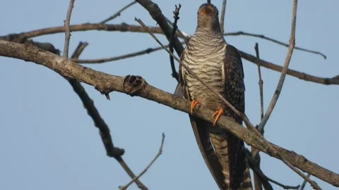 Common Hawk-Cuckoo beautiful fathers . Vidéo 332150585