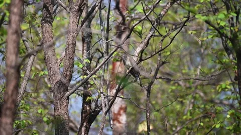 Common hawk cuckoo on a beautiful sal tree in Kanha national park Video stock 274554183