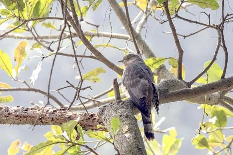 Common Hawk-Cuckoo Bird Perched On Tree Branch Among Green Leaves. Stock Photos