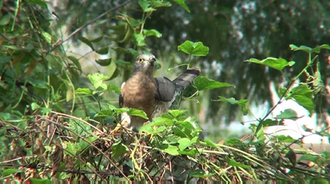 COMMON HAWK CUCKOO BIRD ON TREE IN NATURAL AMBIENCE Stock Footage 37273345