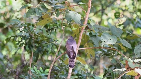 Common-hawk cuckoo looking back at us in Corbett national park Stock Footage 271355828