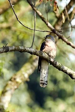 Common Hawk-Cuckoo (papiya) bird perched on a branch in a lush forest durin.. Foto stock