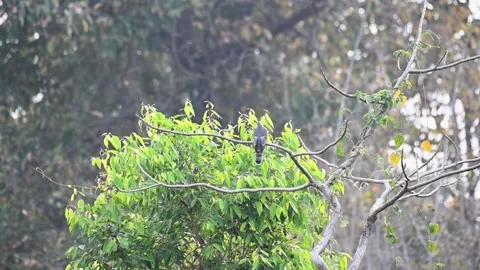 Common hawk cuckoo perched on a thin dry tree in Tadoba national park Stock Footage 307296741