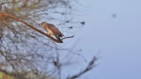 Common Hawk-Cuckoo Perched on a Tree Branch in Natural Woodland Habitat. Stock Footage 341009682
