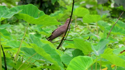 A common hawk cuckoo perches calmly on a fallen twig Video stock 314986452