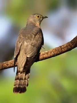 Common hawk-cuckoo Stock Photos