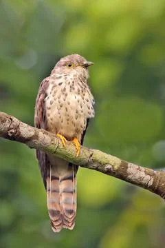 Common Hawk-Cuckoo Stock Photos